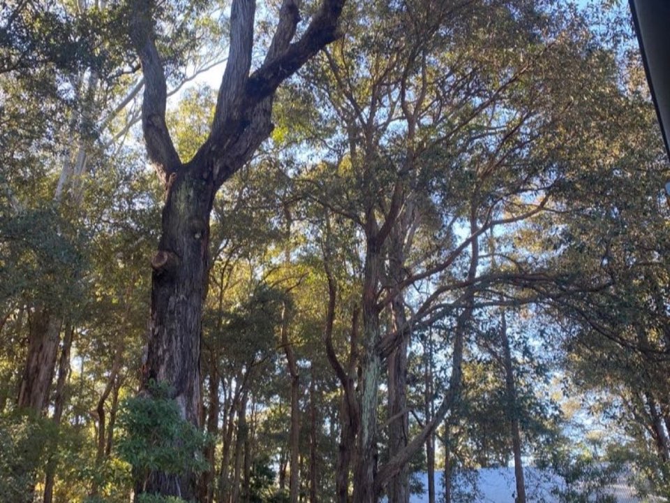 Mature trees in a South Yorkshire parkland setting due for routine re-inspection