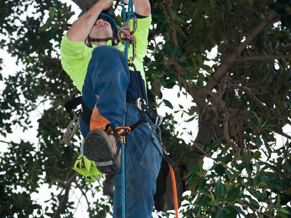 Qualified arborist working in a mature tree during an Enviro Trees UK survey in South Yorkshire